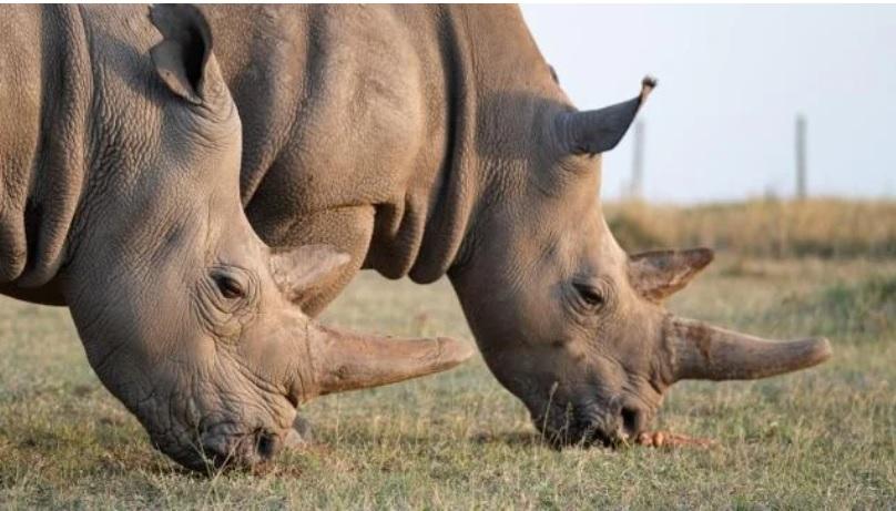 Вперше у світі носорога запліднили за допомогою ЕКЗ