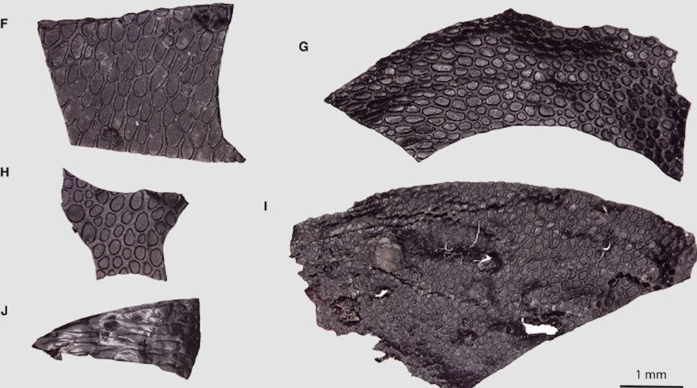 Палентологи знайшли найдавнішу у світі скамʼянілу шкіру