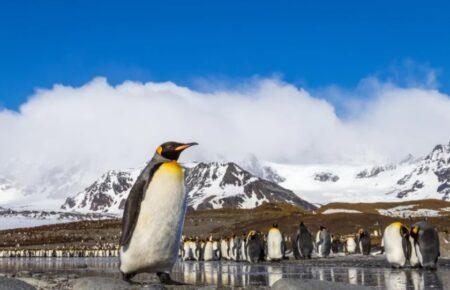 В Антарктиці від пташиного грипу почали гинути пінгвіни