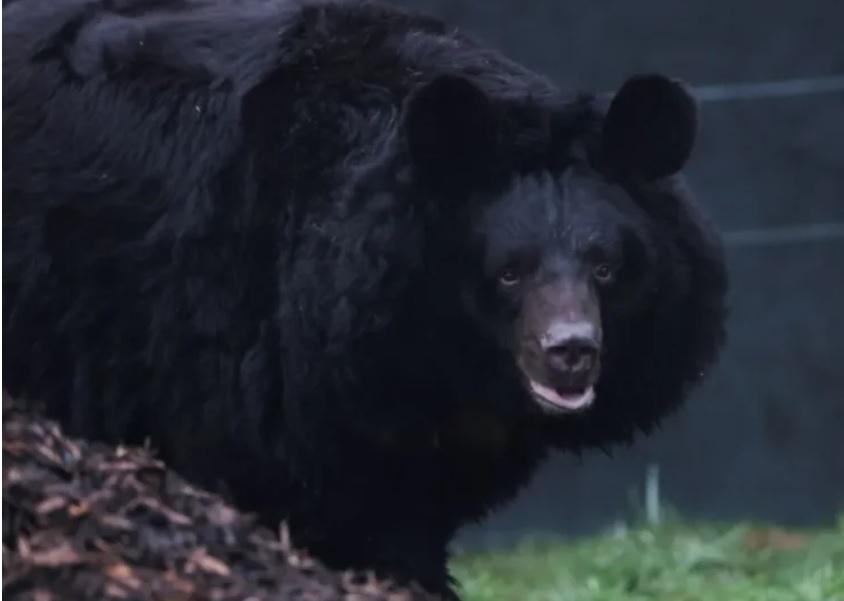 War-affected bear from Ukraine finds a new home in Scotland