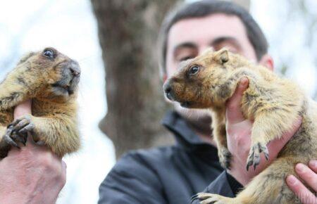 Прокинулись напередодні свята: як живуть українські бабаки під час війни