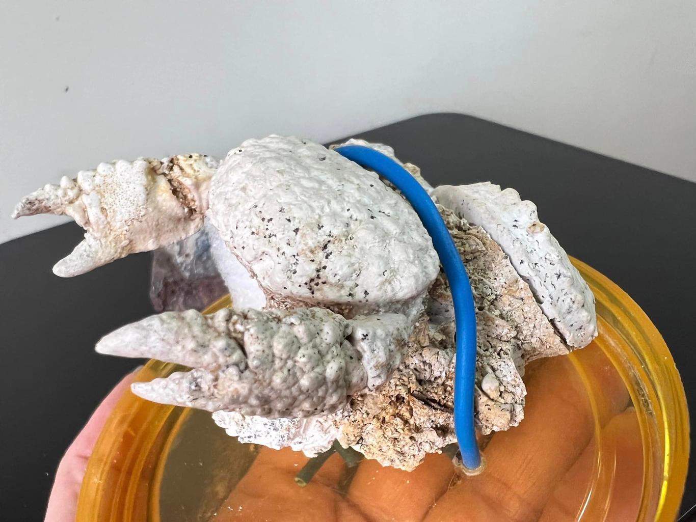 Краба віком 20 мільйонів років намагалися поштою відправити з України до Тайваню