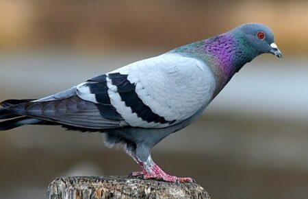 В Індії звільнили голуба, звинуваченого у шпигунстві на користь КНР