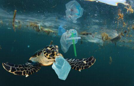 Кожен п’ятий мігруючий вид тварин перебуває під загрозою зникнення — ООН