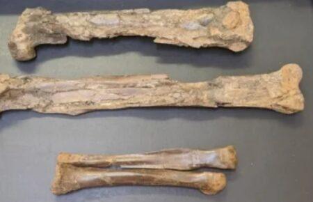 У США студент відкрив новий вид динозаврів, коли робив навчальний проєкт