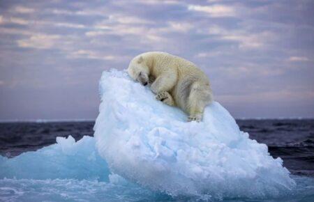 Фото зі згорнутим калачиком білим ведмедем стало переможцем Wildlife Photographer of the Year People’s Choice Award