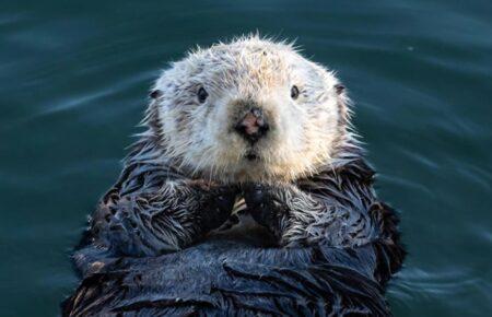 Морські видри рятують узбережжя водойм від ерозії, поїдаючи крабів