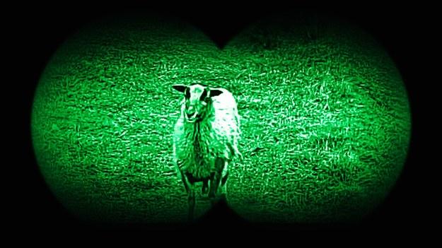 У Польщі прикордонники піднялися по тривозі через стадо овець, яке перетнуло кордон (ВІДЕО)