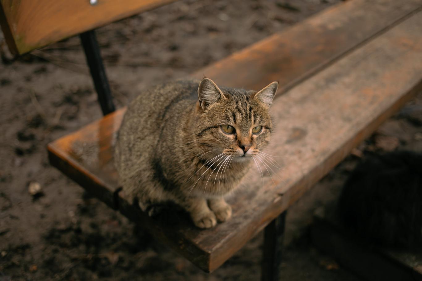 Коли бачиш тварин на прифронтових та деокупованих територіях, серце відчутно щемить — ГО «Колективи Солідарності»