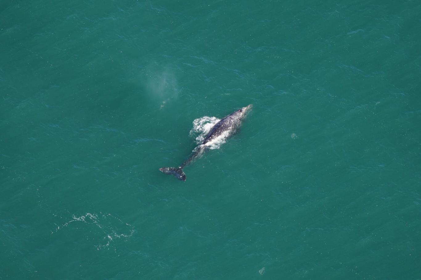 В Атлантиці помітили сірого кита — вперше за 200 років