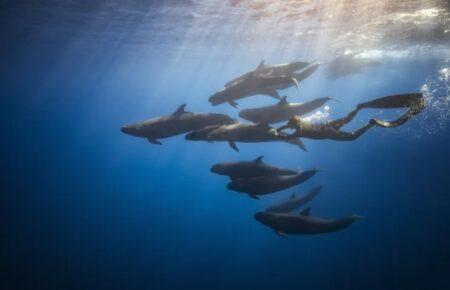 Менопауза в деяких видів китів збільшила тривалість їхнього життя