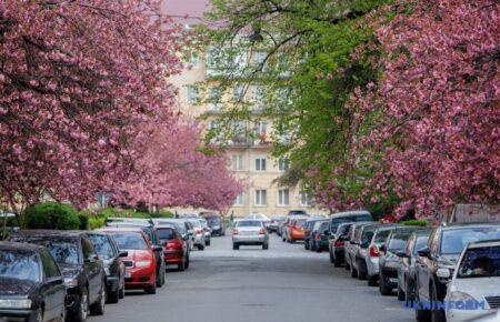 У найближчі два тижні в області квітнутимуть сакури — керівник Туристично-інформаційного центру Закарпаття