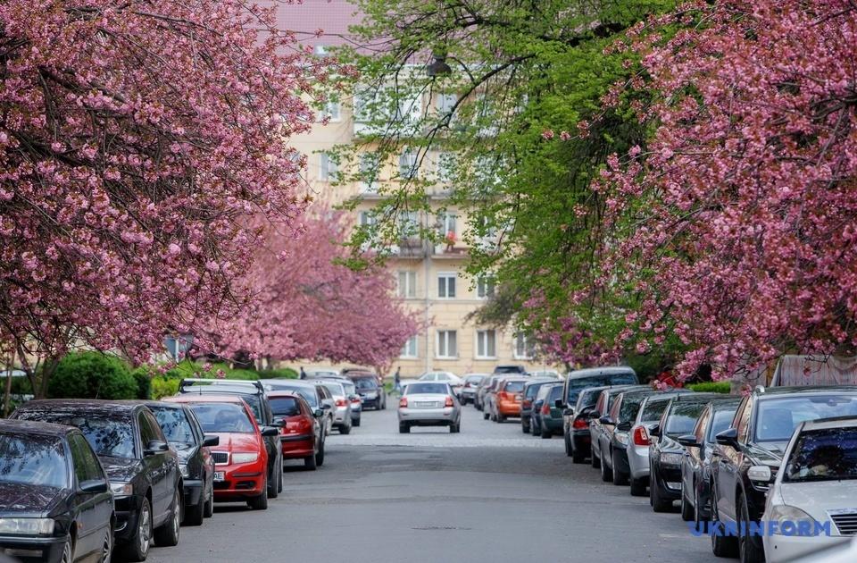 У найближчі два тижні в області квітнутимуть сакури — керівник Туристично-інформаційного центру Закарпаття