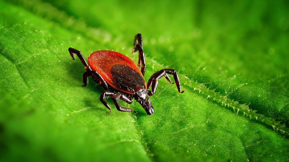 В Україні до 98% всіх іксодових кліщів інфіковані: розповідає лікар інфекціоніст