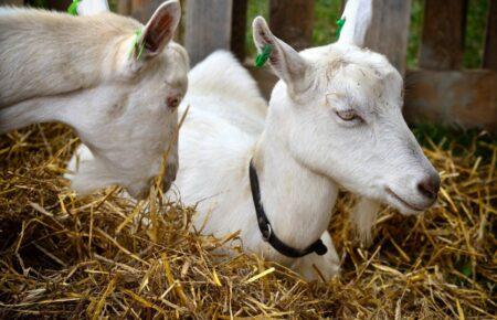 Італійський острів потерпає від перенаселення дикими козами