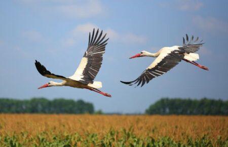 Популяція лелек в Україні є однією з найбільших