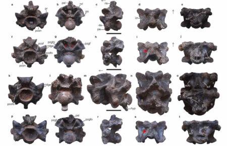 Індійські палеонтологи знайшли рештки можливо найбільшої змії, що існувала коли-небудь