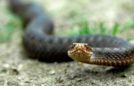 Як уникнути контакту зі зміями, та що робити, якщо вас вкусили — пояснює молодший науковий співробітник Інституту зоології