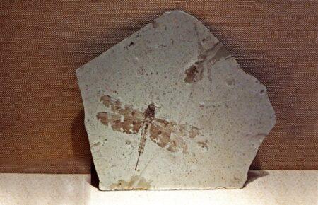 У Китаї знайшли скам’янілість бабки віком 165 мільйонів років