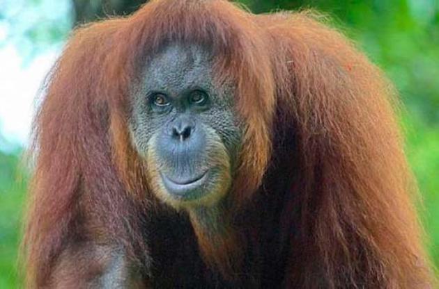 Малайзія започаткує «дипломатію орангутанів» для збільшення продажів пальмової олії