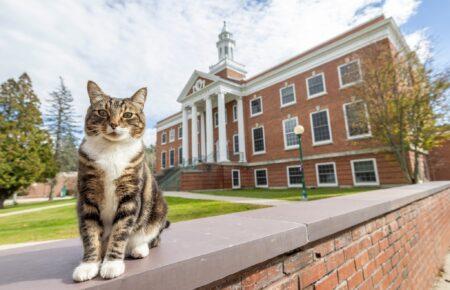 У США коту присудили докторський ступінь, але він не прийшов на церемонію