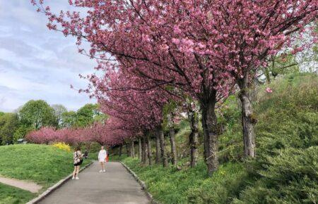 Шумик: Ботанічний сад — не парк, а об’єкт природного заповідного фонду