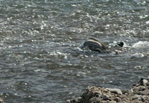 У Тисі дістали тіла трьох потопельників