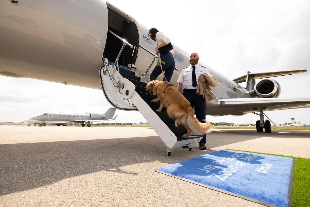 У США авіакомпанія для собак здійснила свій перший рейс