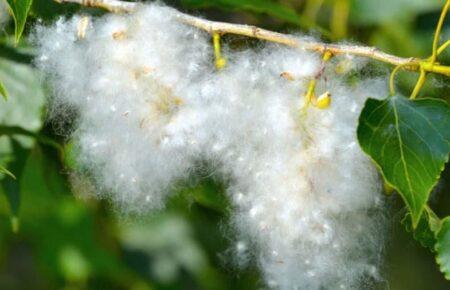 Алергія на тополиний пух — це міф — лікарка-алергологиня