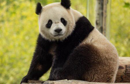 Китай відправить до зоопарку у Вашингтоні нових «посланців дружби» — дві панди