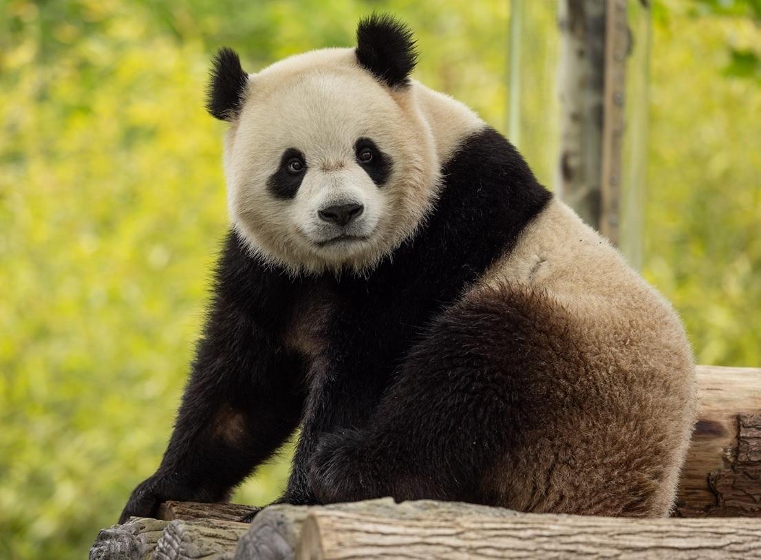Китай відправить до зоопарку у Вашингтоні нових «посланців дружби» — дві панди