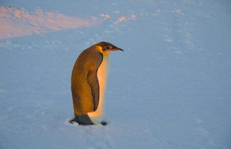 До української станції в Антарктиді вдруге за місяць навідався імператорський пінгвін