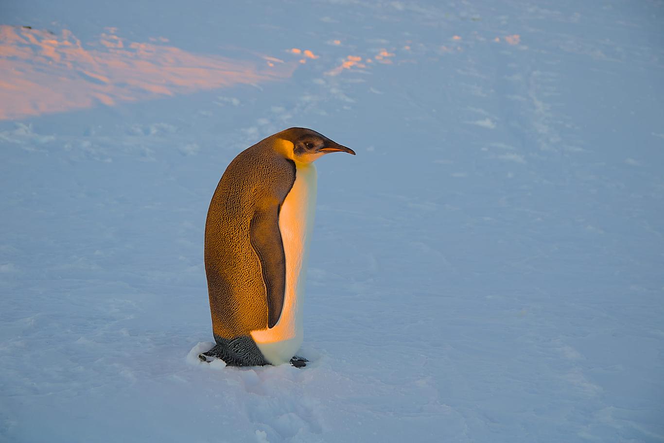 До української станції в Антарктиді вдруге за місяць навідався імператорський пінгвін