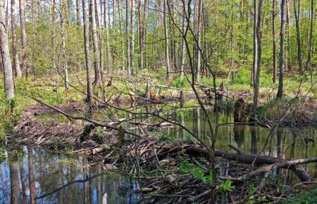 Відбити напад росіян на півночі допомагала українська природа — еколог