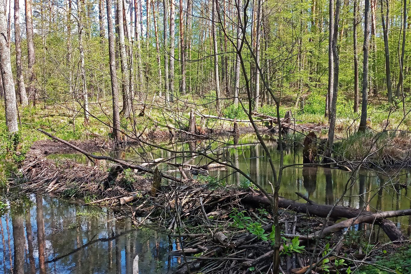 Відбити напад росіян на півночі допомагала українська природа — еколог