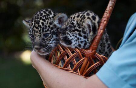 У Харківському зоопарку вибирають імена для новонароджених ягуарів
