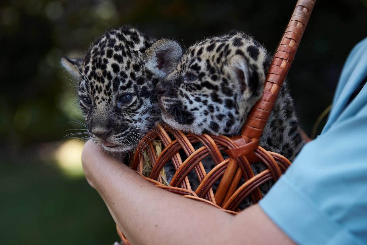 У Харківському зоопарку вибирають імена для новонароджених ягуарів