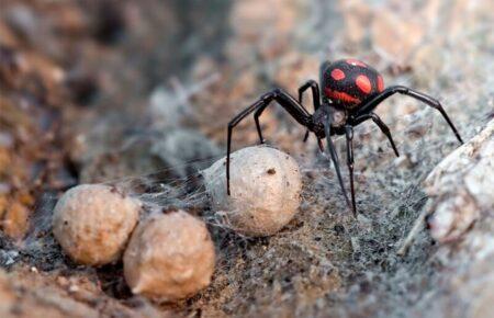 На Одещині чоловік потрапив до лікарні після укусу отруйного павука-каракурта