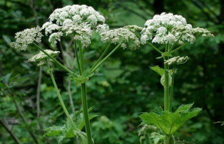 7% опіків тіла від краплі соку борщівника: екоактивіст показав антитренд