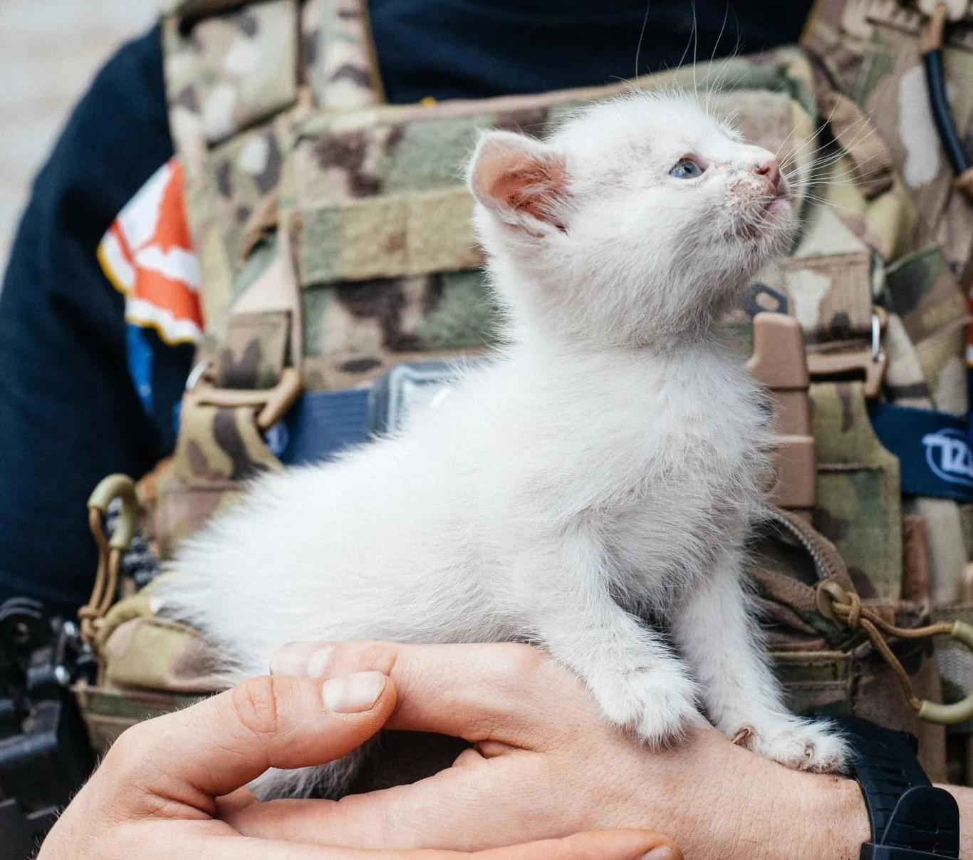 Психологічна реабілітація військових та фізична реабілітація тварин — Скакун про плани «Зоопатруль Україна»