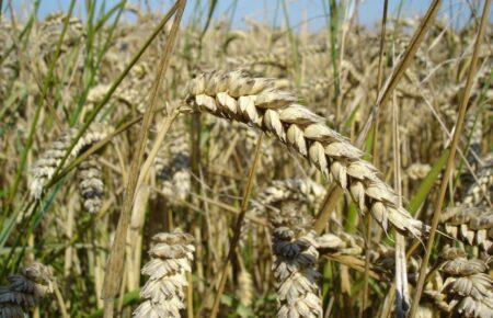Grain from Ukraine: Україна відправила палестинцям 1 тисячу тонн борошна — експерт