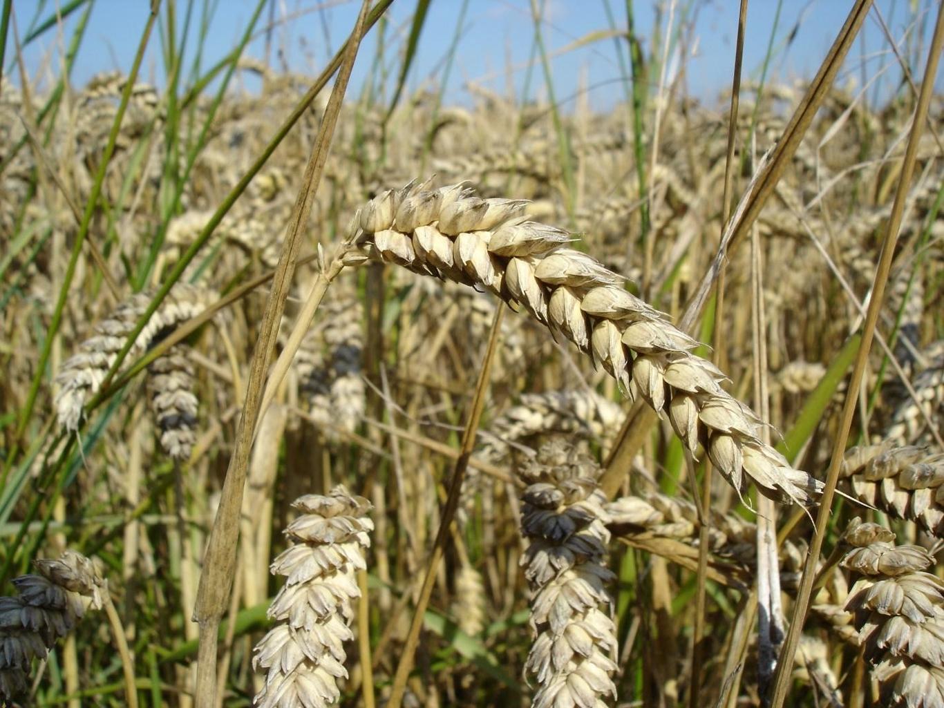 Grain from Ukraine: Україна відправила палестинцям 1 тисячу тонн борошна — експерт