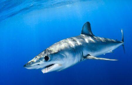 «Кокаїнових акул» знайшли біля берегів Бразилії