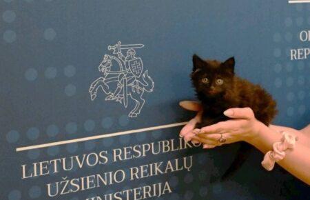 МЗС Литви влаштувало на роботу кошеня