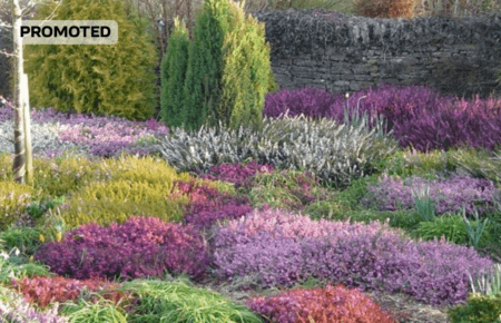 Вереск через сезоны: поддержание цветения и здоровья