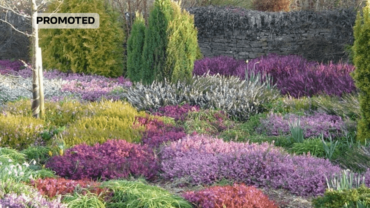 Вереск через сезоны: поддержание цветения и здоровья