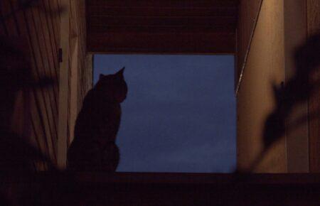 «Пани не знають, як генератори гудуть»: фейки РФ про блекаути