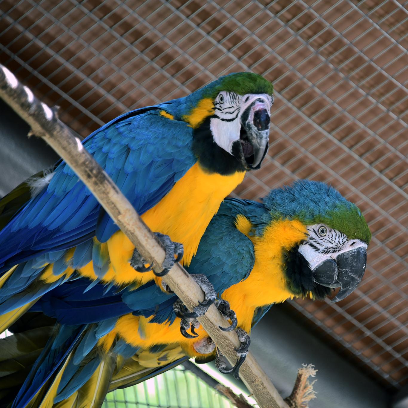 Врятовані папуги Ара тепер мають дім: який він?