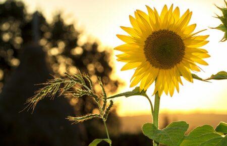 Через спеку соняшник зібрали на 20 днів раніше — фермер з Кіровоградщини