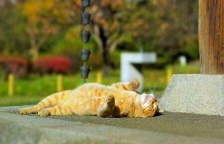 Якою буде погода у перший місяць літа